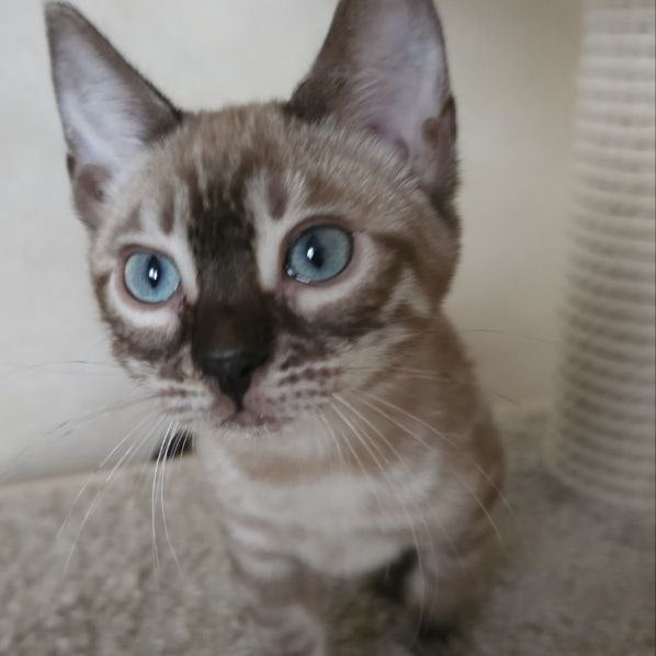 Nutela Bengal female, black pointed spotted tabby