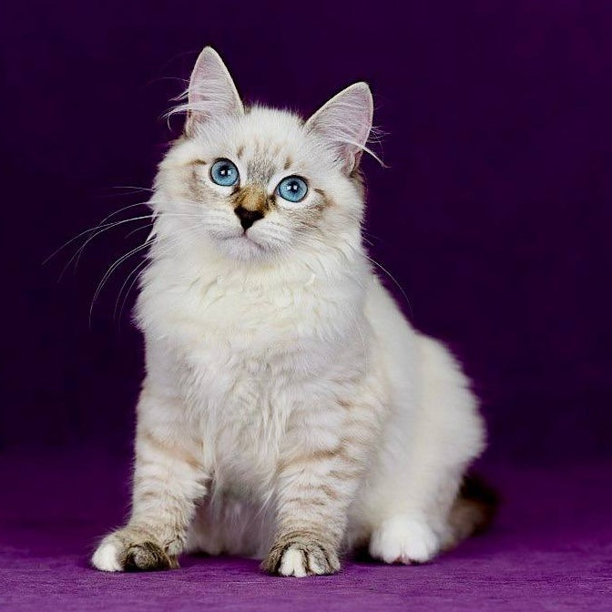 Jinnie Siberian female, black with white tabby pointed