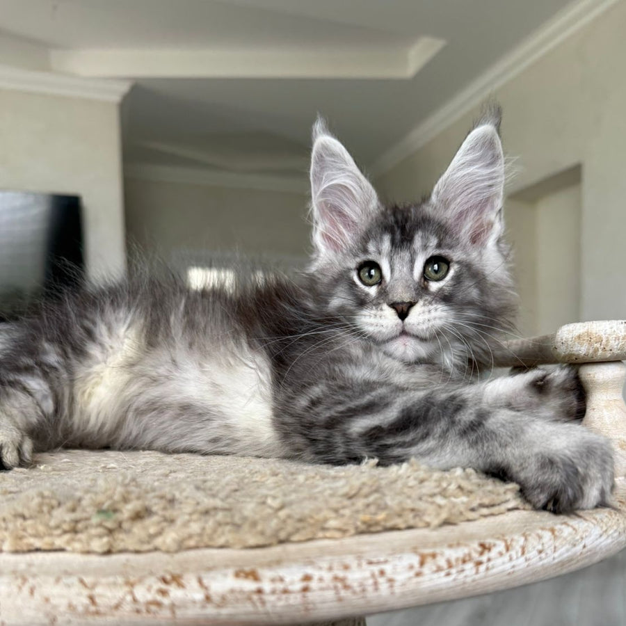 Jackpot Maine Coon male, black silver ticked tabby