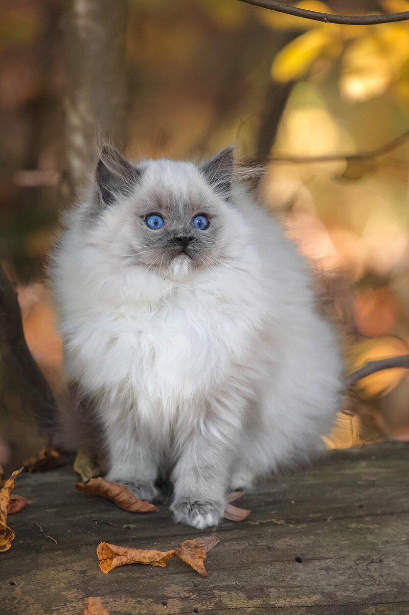 Nika Ragdoll female, blue mitted