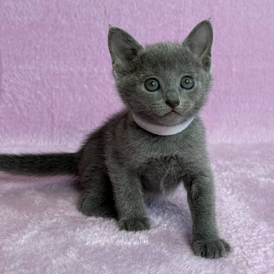 Louise Russian Blue female, blue
