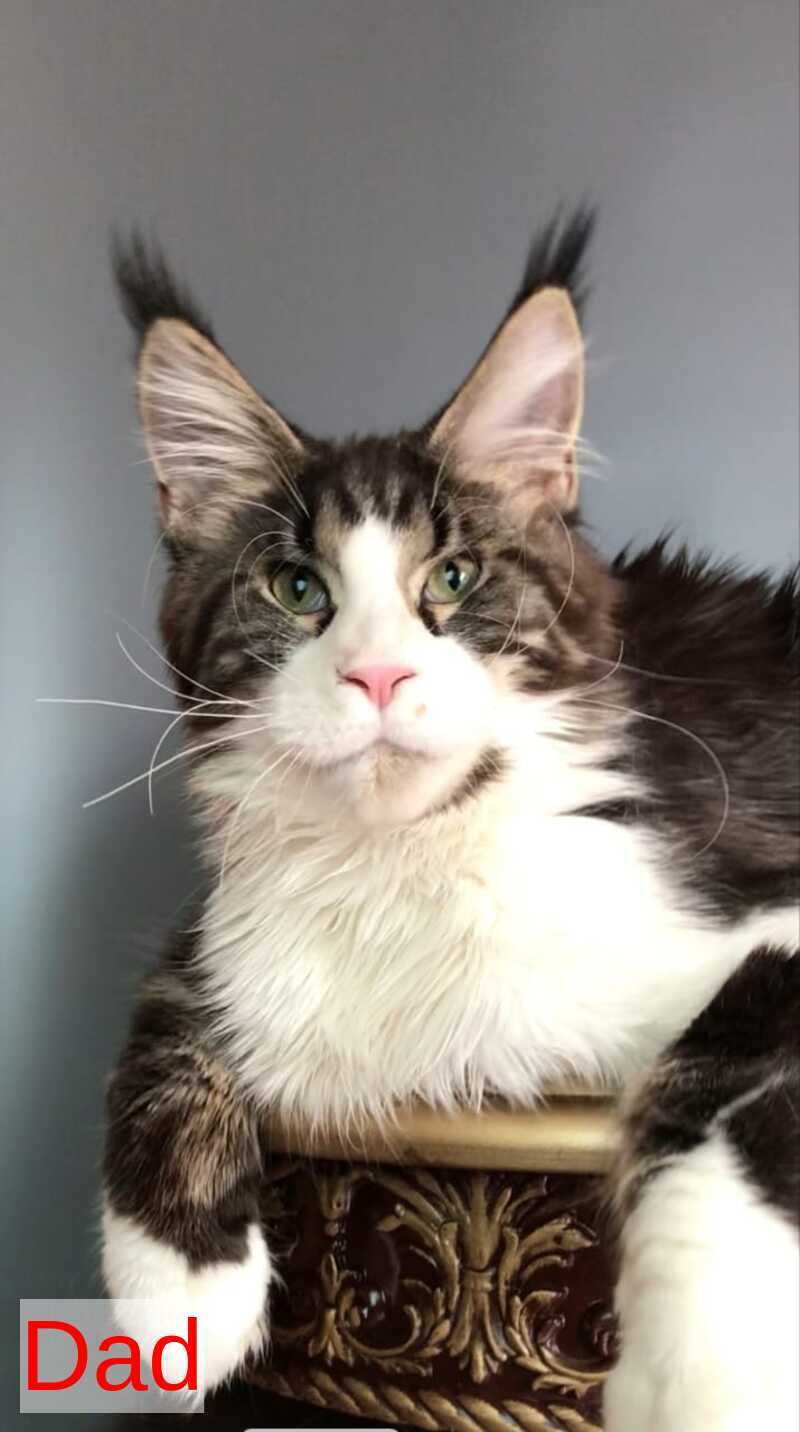 Xanti Maine Coon male, white