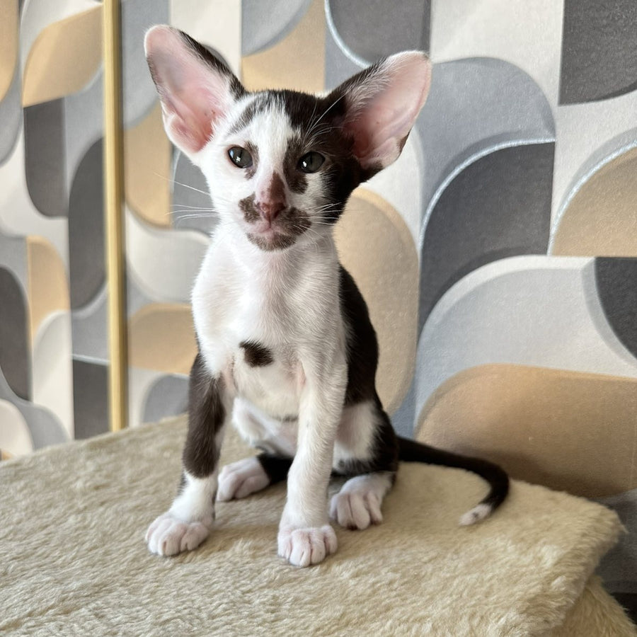 Marzipan Oriental Shorthair male, chocolate bicolour