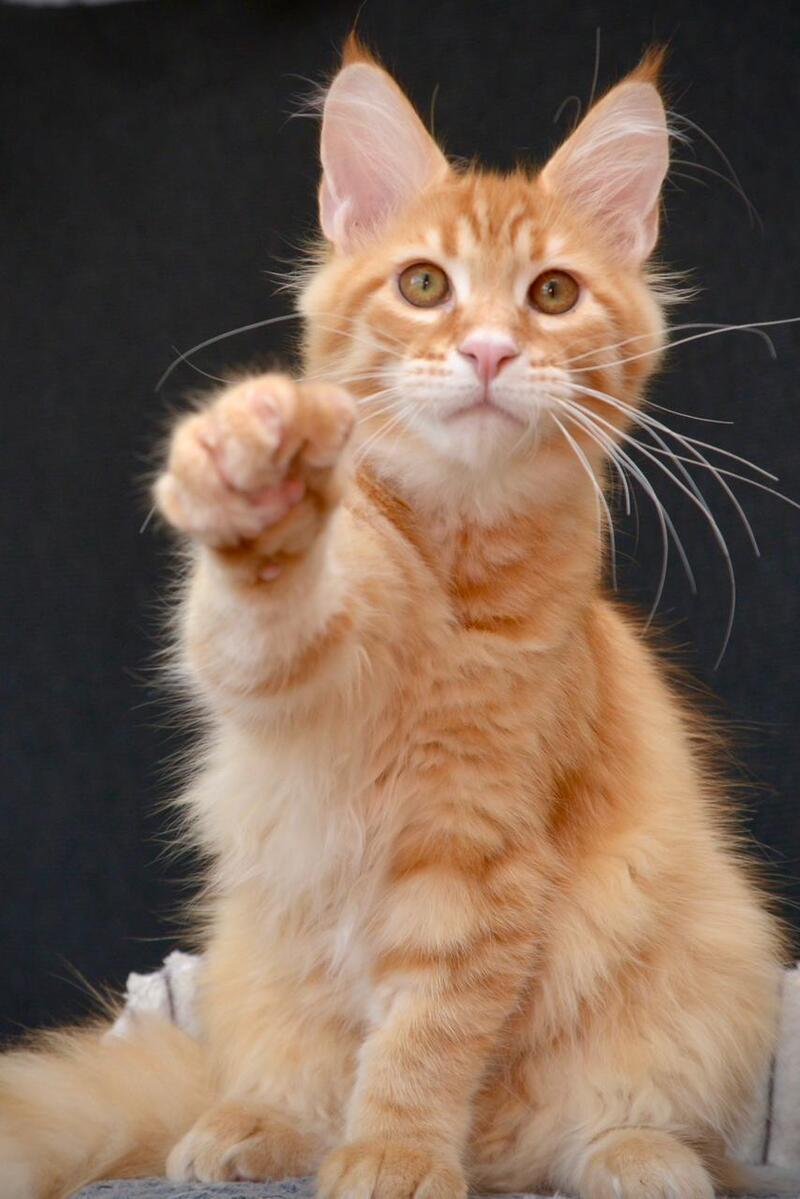 Velvet Maine Coon male red tabby - live animals