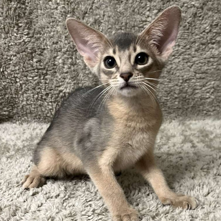 Henri Abyssinian male, blue