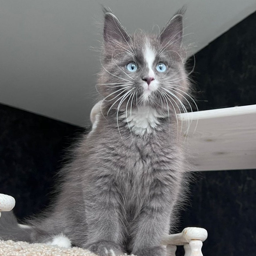Yuna Maine Coon female, blue with white