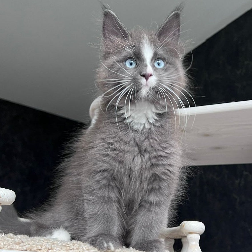 Yuna Maine Coon female, blue with white