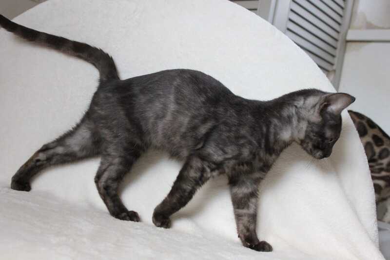 Ponti Bengal male, black silver