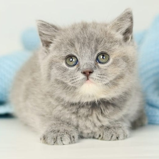 Perseya British Shorthair female, blue tortie