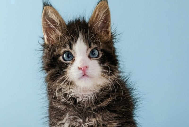 Lamborghini Maine Coon female, black spotted tabby with white