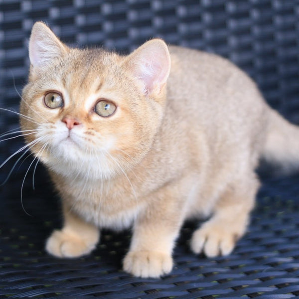 Paloma British Shorthair female, chocolate golden ticked tabby