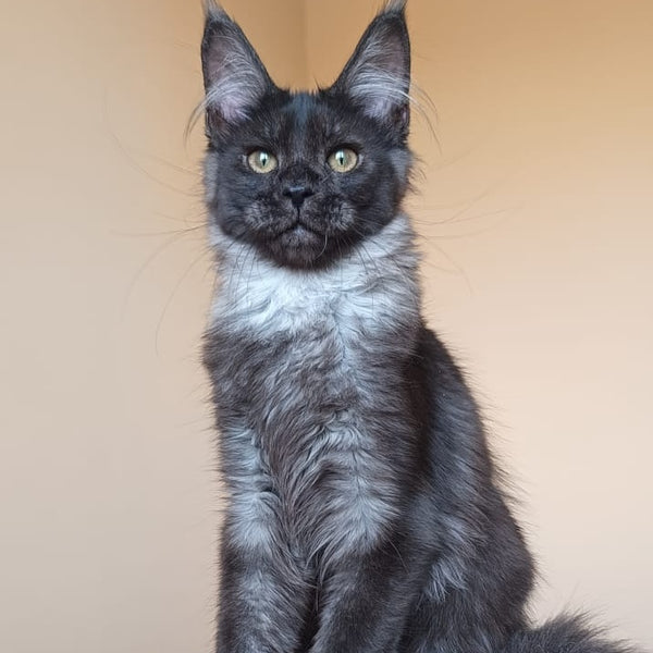 Dalaina Maine Coon female, black silver