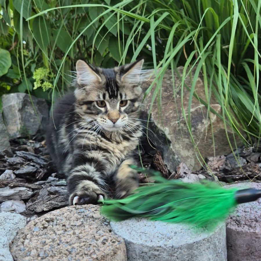Kaiser Maine Coon male, black tabby