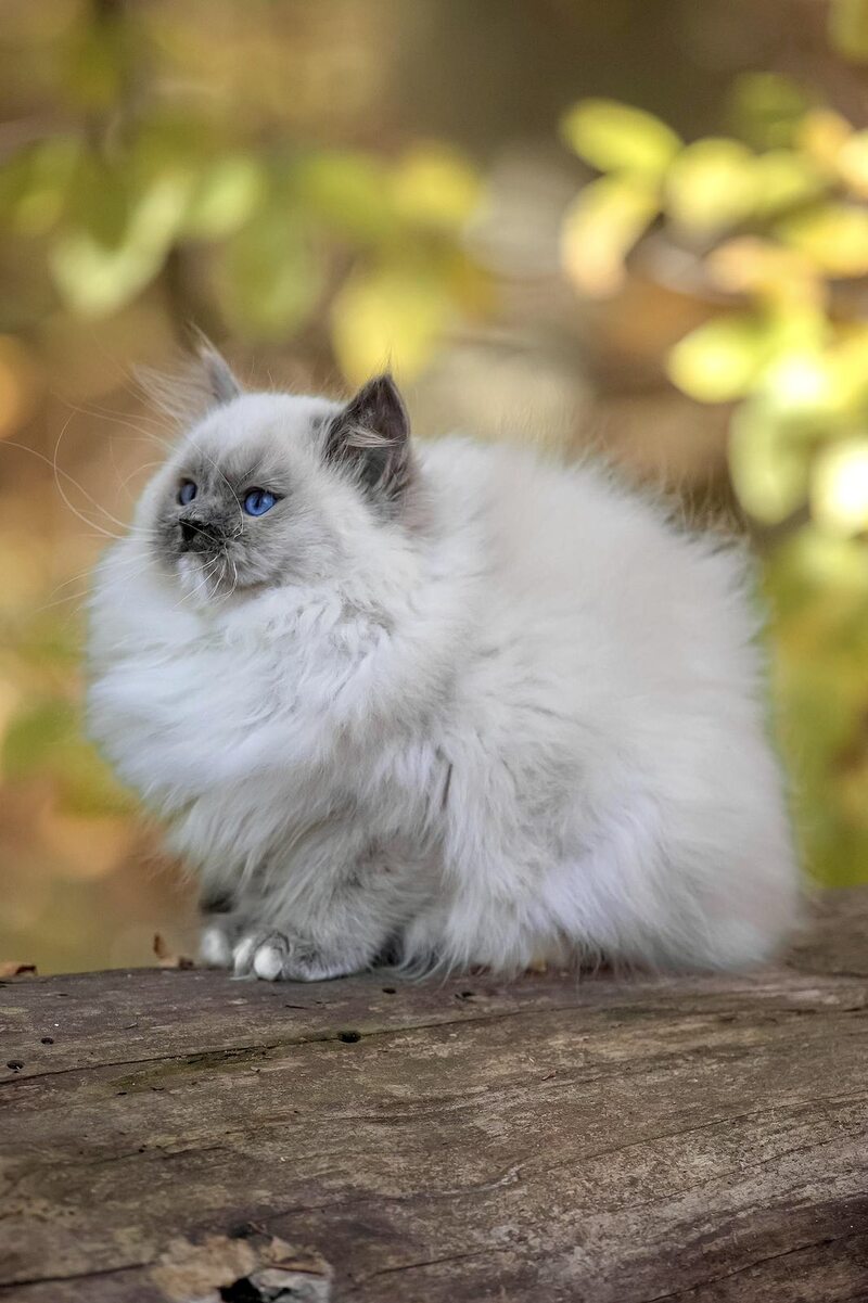 Nika Ragdoll female, blue mitted
