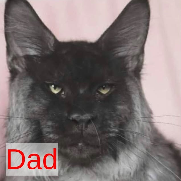 Ash Maine Coon male, black silver