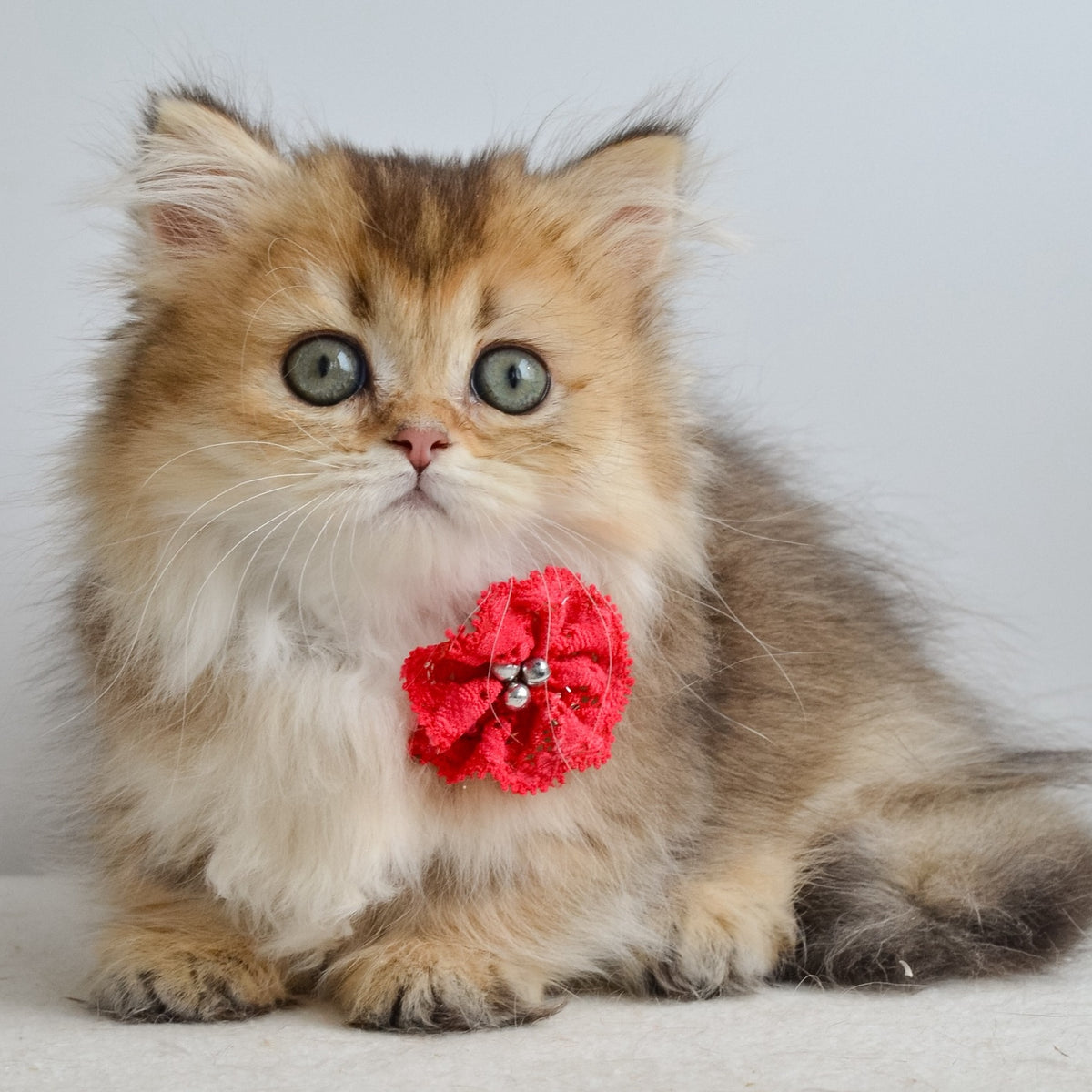 Ivie Munchkin female, black golden ticked tabby