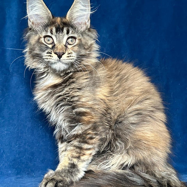 Lapushka Maine Coon ffemale, black tortie ticked tabby