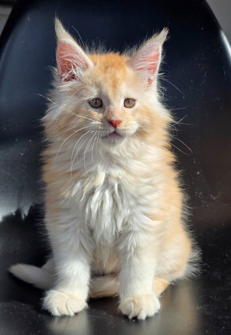 Kvest Maine Coon male red silver ticked tabby - live animals