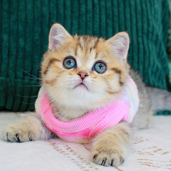Kiara Munchkin female, chocolate golden spotted tabby
