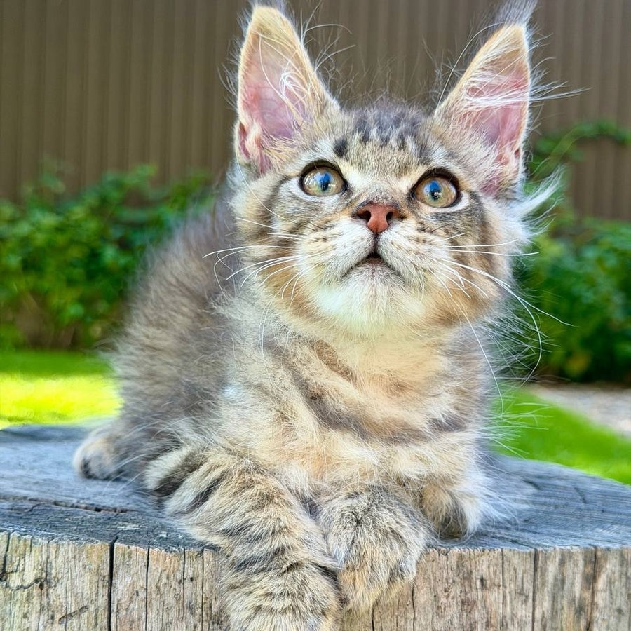 Noy Maine Coon male, black spotted tabby