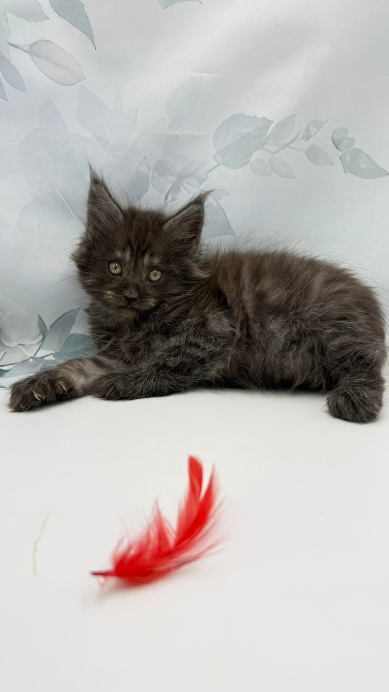Amadest Maine Coon male, black silver