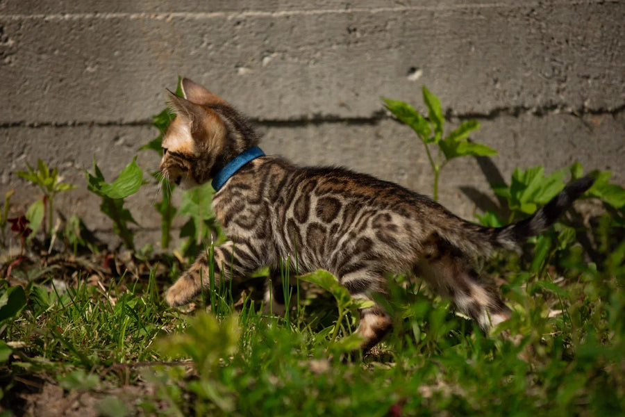 Byron Bengal male black spotted tabby - live animals