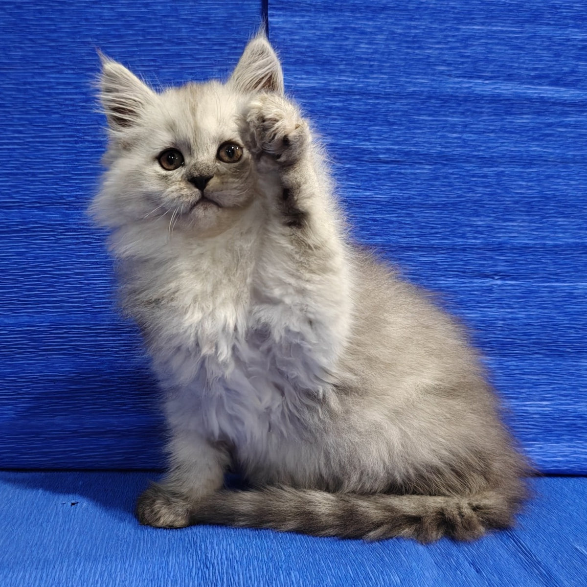 Nora Maine Coon female, black silver