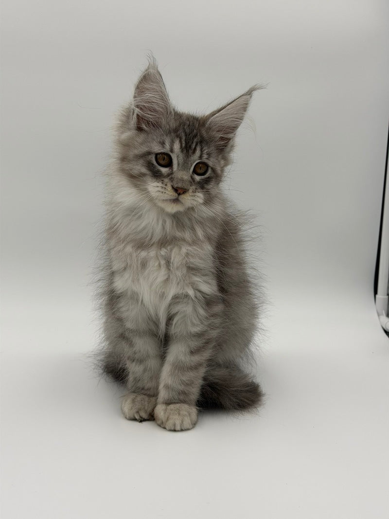Kleo Maine Coon male black silver tabby - live animals