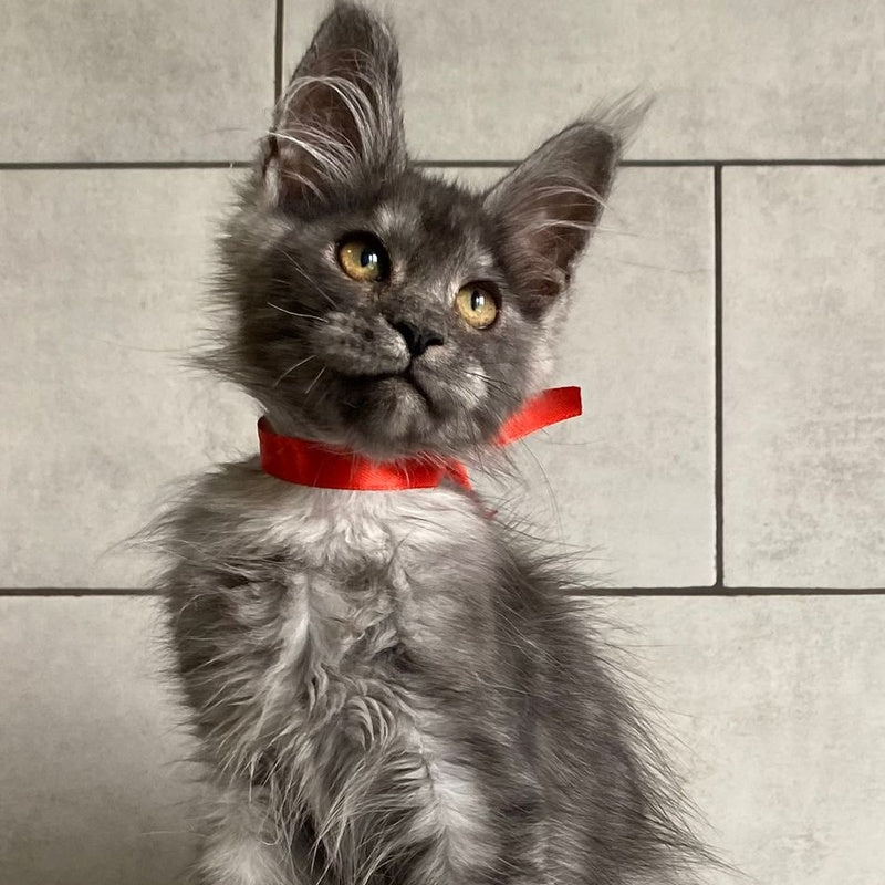 Udmurtia Maine Coon female, black silver with white