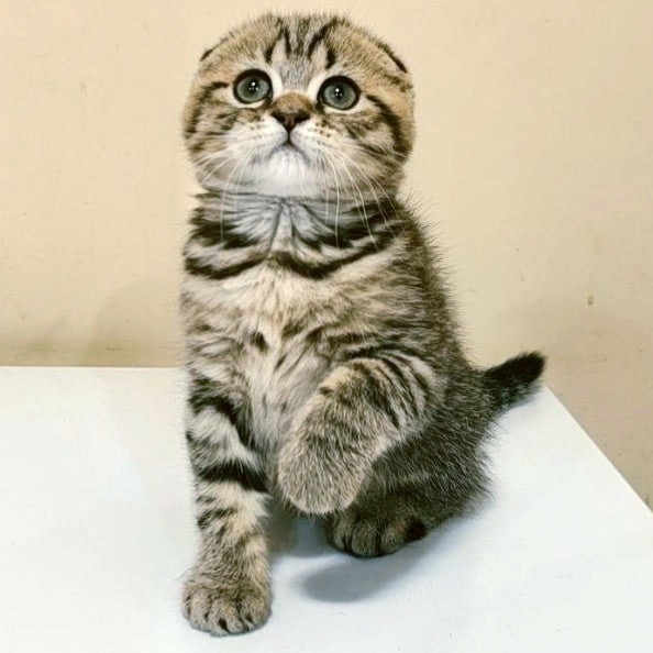 Lola Scottish Fold female, black spotted tabby