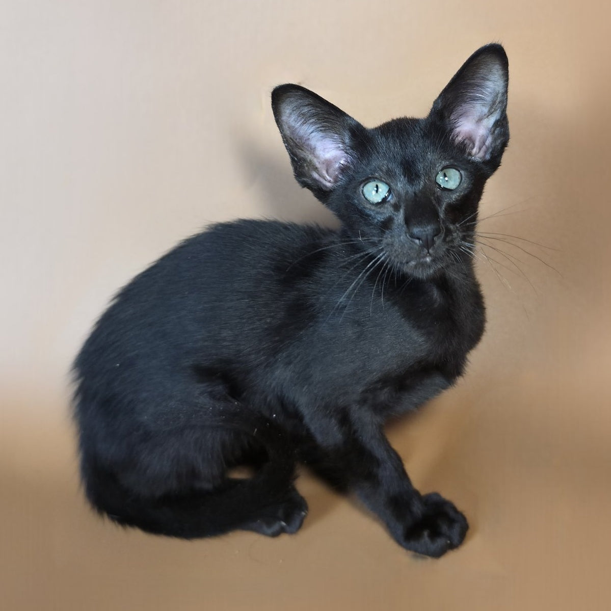 Lupin Siamese male, black