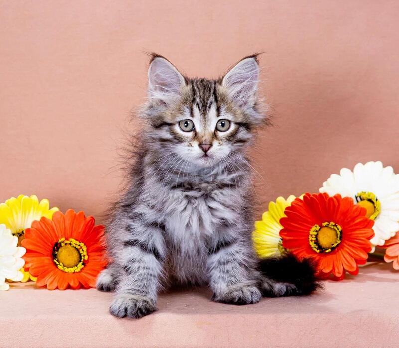Darvin Siberian male black spotted tabby - live animals