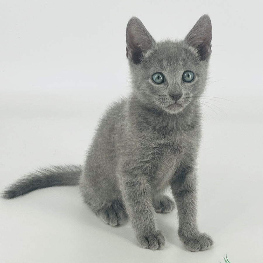 Aron Russian Blue male, blue