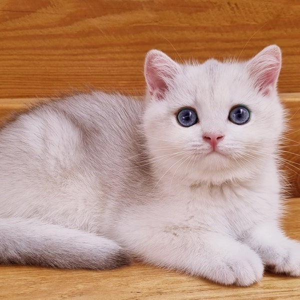 Ilary British Shorthair male, blue golden chinchilla