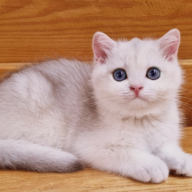 Ilary British Shorthair male, blue golden chinchilla