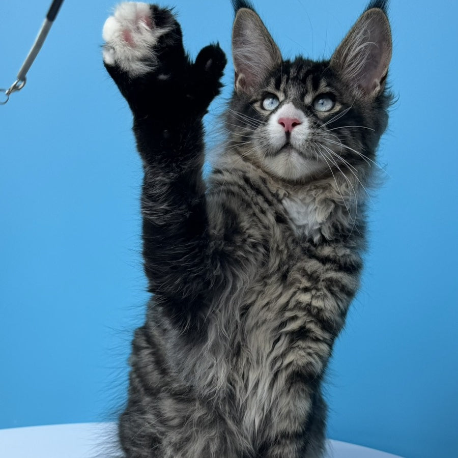 Kira’s Maine Coon polydactyl 6x6x6x6 male, black spotted tabby bicolour
