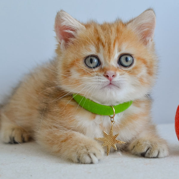 Hiro Scottish Straight male, black golden spotted tabby