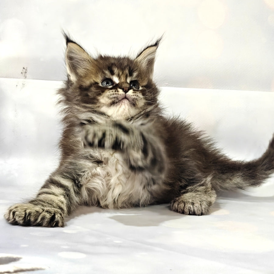 Barbie Maine Coon polydactyl 6x6x6x6 female, black tabby