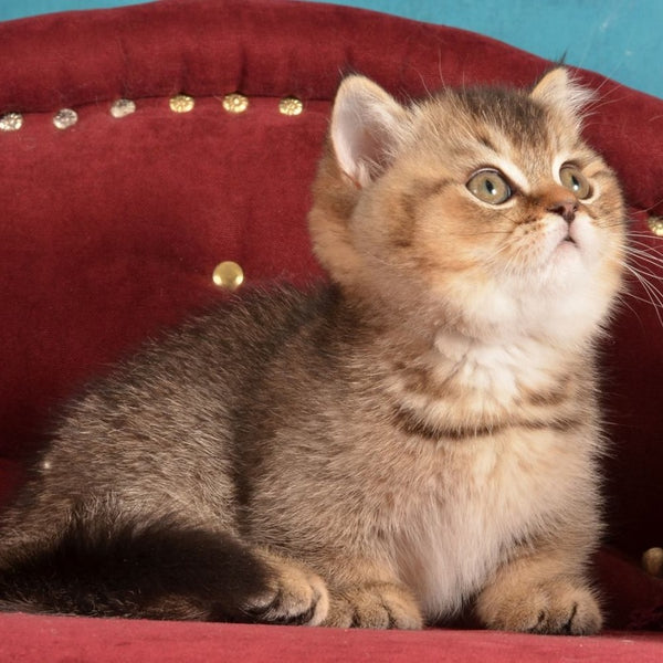 Hugo Munchkin male, black ticked tabby