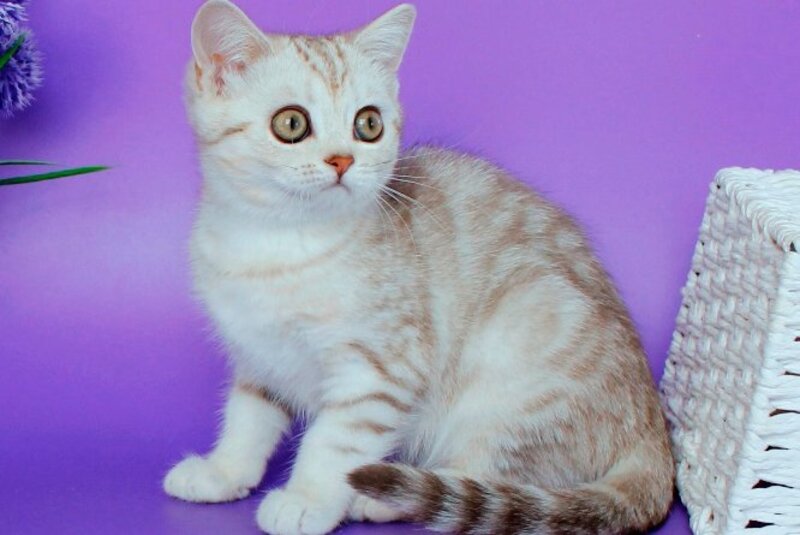 Kleo British Shorthair female, chocolate silver tabby