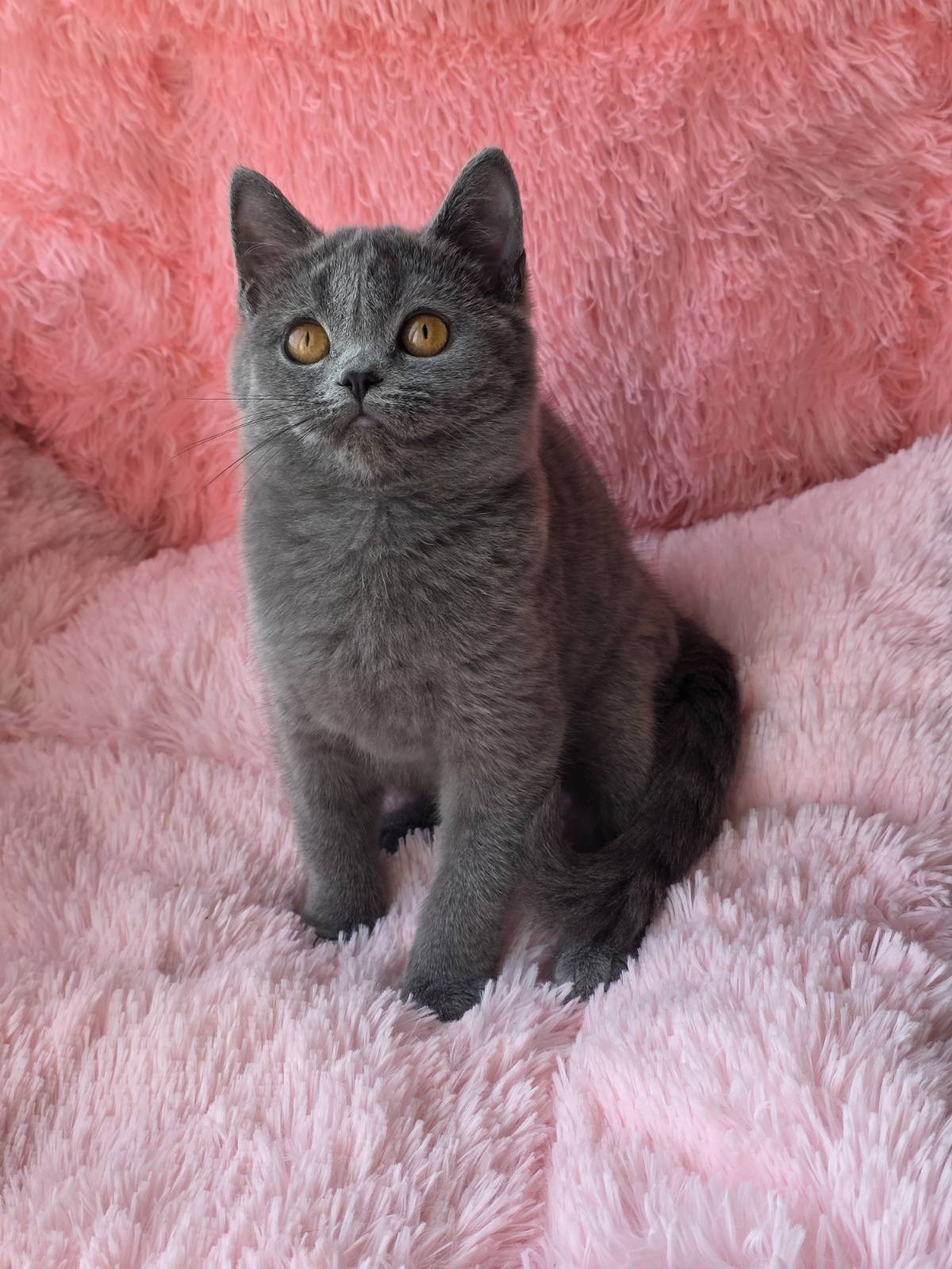 Caitlin British Shorthair female, blue