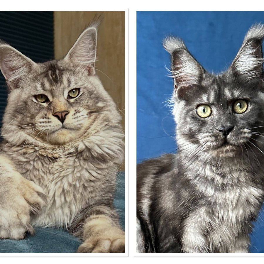 Iney Maine Coon polydactyl 6x6x6x6 male, black silver tabby