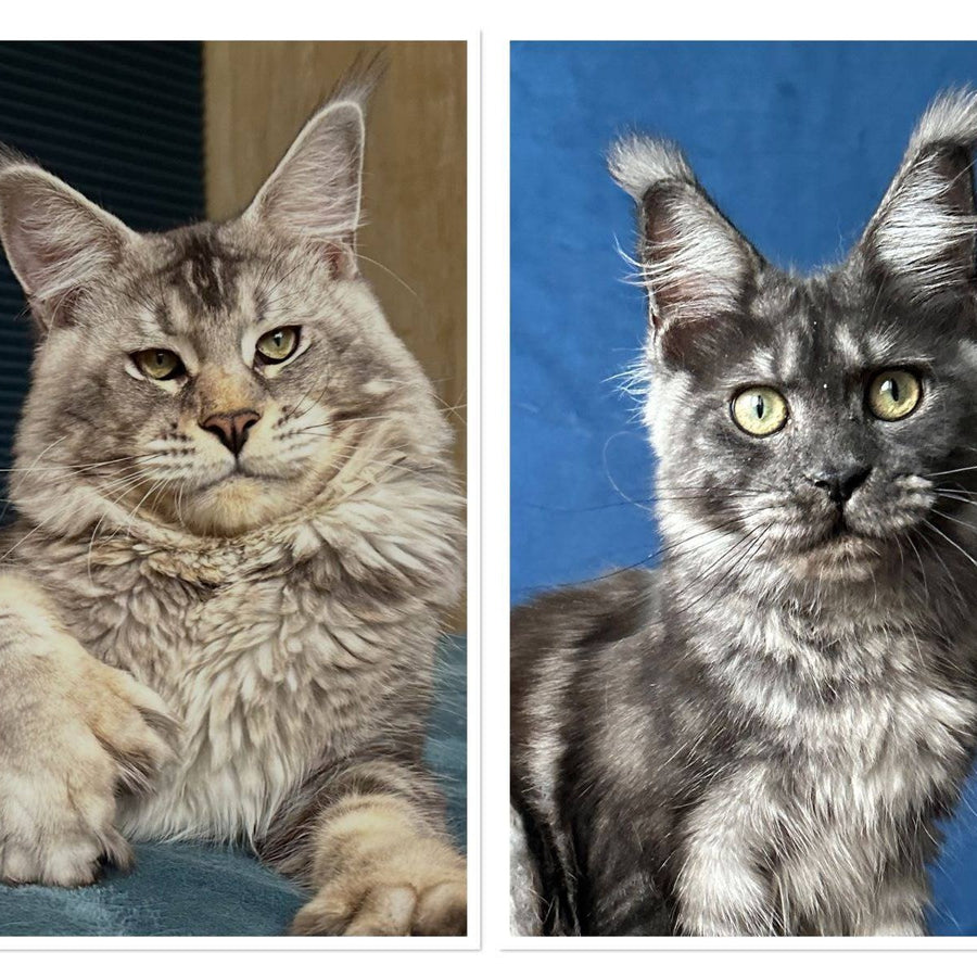 Ivelina Maine Coon female, black silver tabby