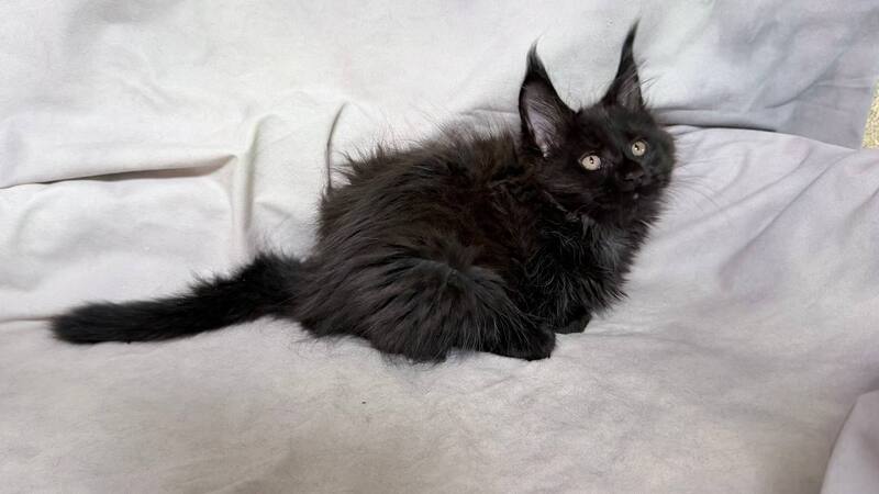 Galatea Maine Coon female, black with white