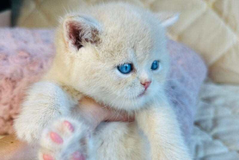 Elian British Shorthair male, cream golden