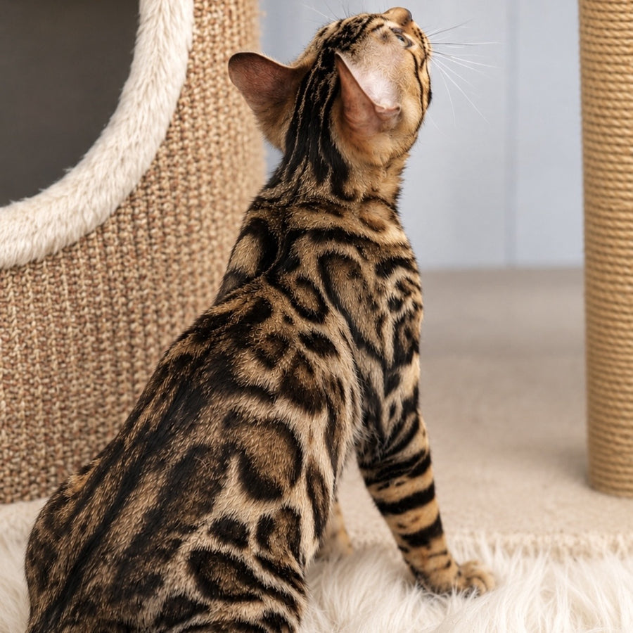 Azario Bengal male, black spotted tabby