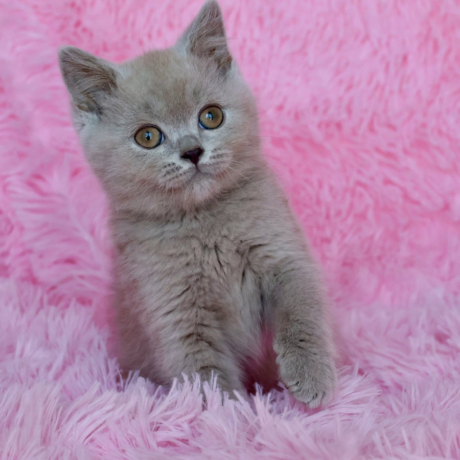 Xavier British Shorthair male, lilac
