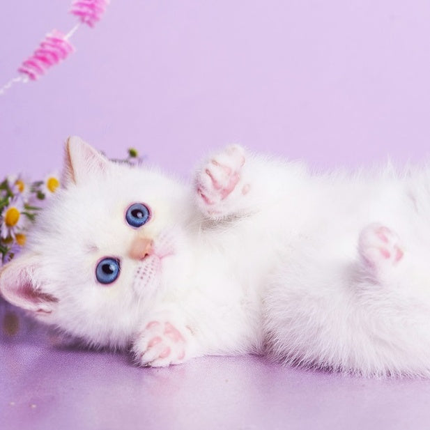 Aliaska British Shorthair female, red pointed