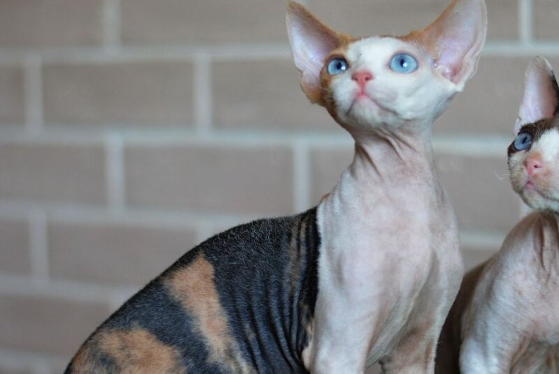 Romashka Devon Rex female, black tortie bicolour