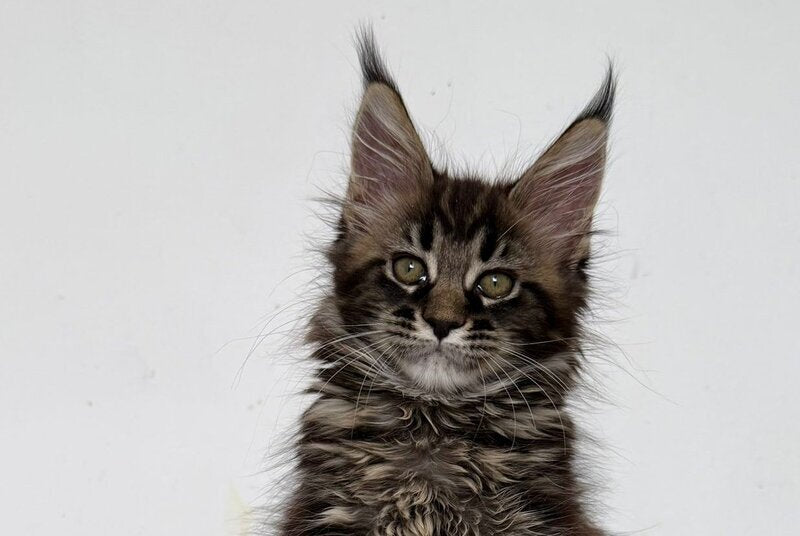 Jozi Maine Coon female black tabby live animals